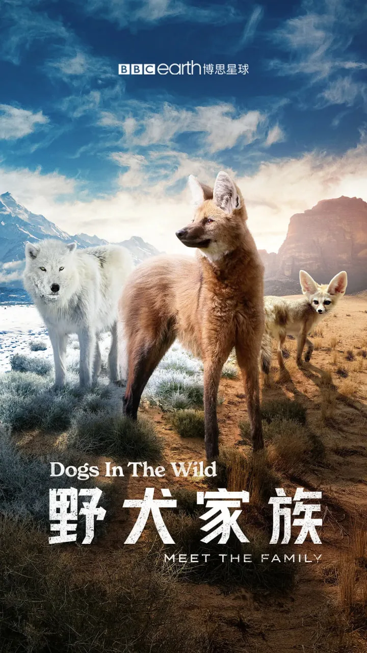 野犬家族海报