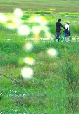 牵牛花海报